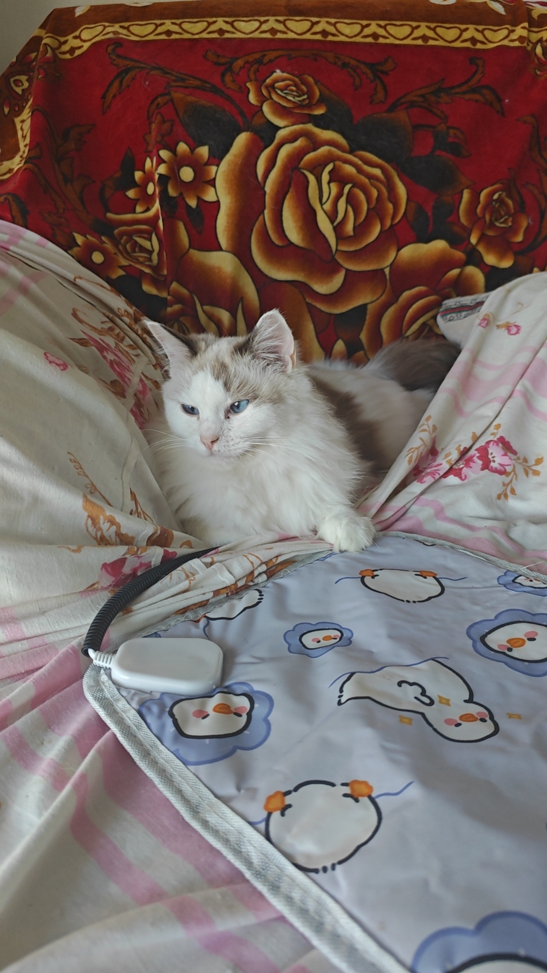 海双布偶妹妹一只，已经打了两针疫苗，活泼可爱，能吃能喝啦～